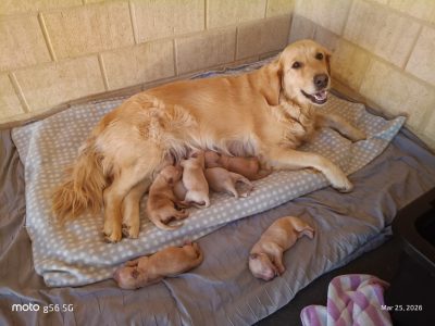 Golden Retriever – Burekup