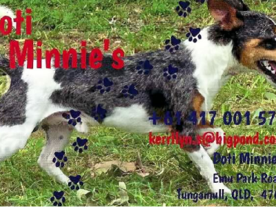 Fox Terrier – Emu Park