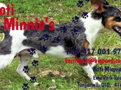 Fox Terrier – Emu Park