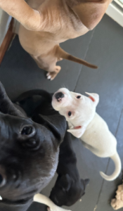 American Staffordshire Bull Terrier – Broadford