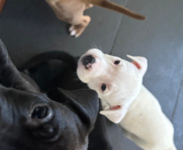 American Staffordshire Bull Terrier – Broadford