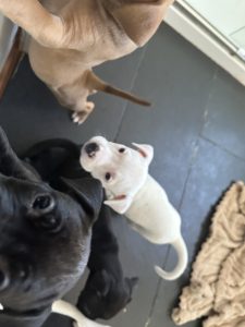 American Staffordshire Bull Terrier – Broadford