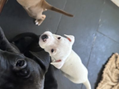 American Staffordshire Bull Terrier – Broadford