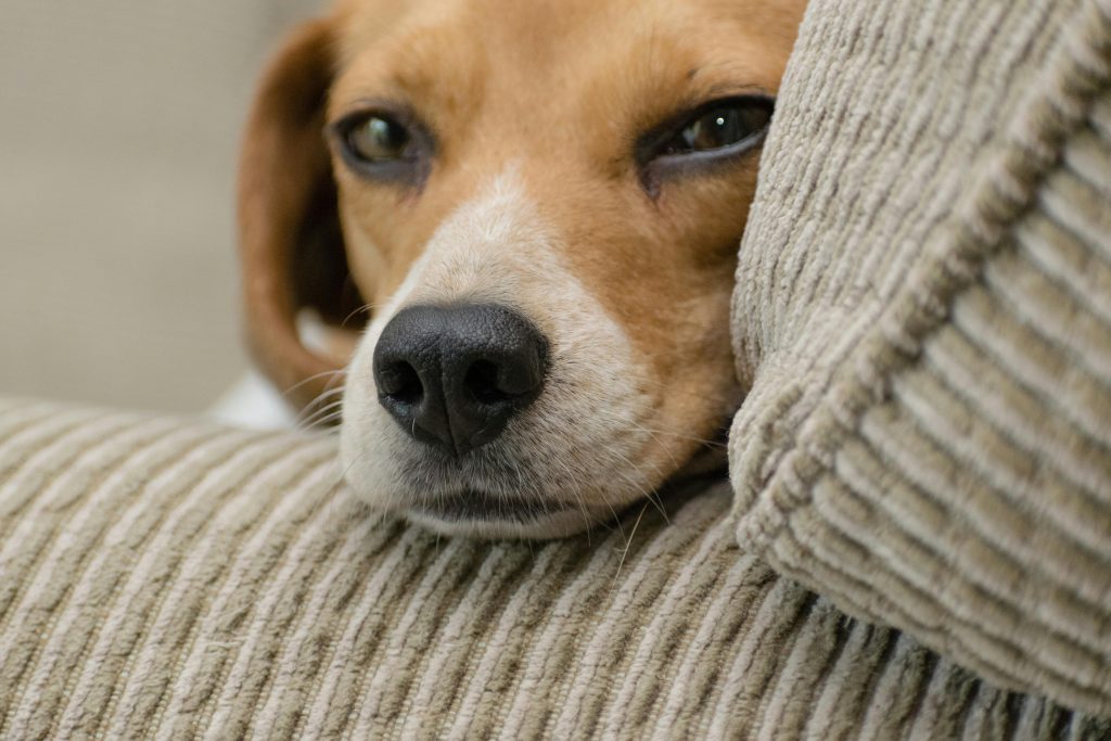 dog with separation anxiety leaning on couch