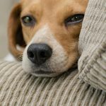 dog with separation anxiety leaning on couch