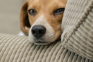 dog with separation anxiety leaning on couch