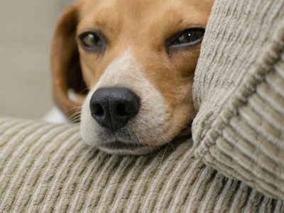 Dog Separation Anxiety: Signs, Causes & How to Help Your Dog Cope