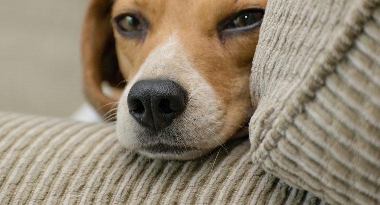 Dog Separation Anxiety: Signs, Causes & How to Help Your Dog Cope