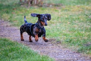 dachshund running