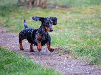 Hip Dysplasia in Dogs: What Australian Pet Owners Need to Know