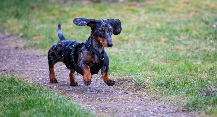 Hip Dysplasia in Dogs: What Australian Pet Owners Need to Know