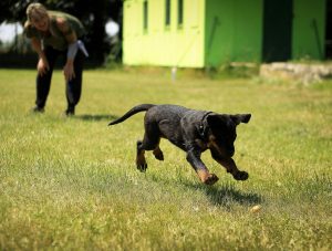 a man training a black puppy in a yard