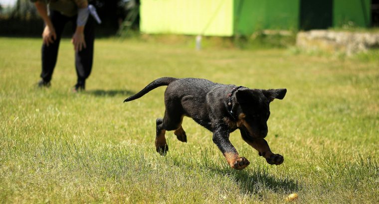 Puppy Training and Perks: Everything You Need to Know