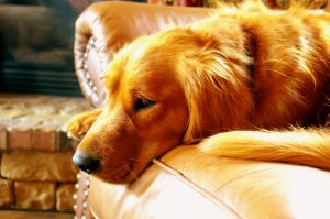 golden retriever on a couch