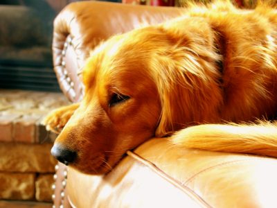 Hypoallergenic Dogs Australia: Your Complete Guide to Allergy-Friendly Breeds