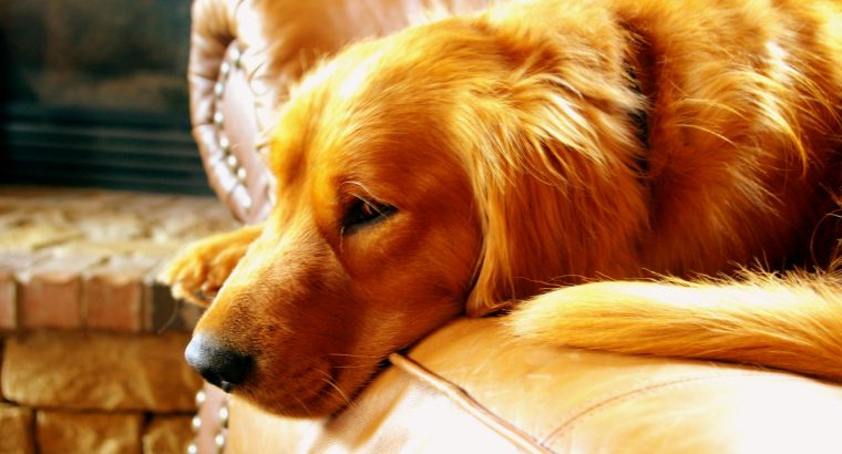 Hypoallergenic Dogs Australia: Your Complete Guide to Allergy-Friendly Breeds