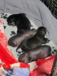 Xoloitzcuintle – Brunkerville