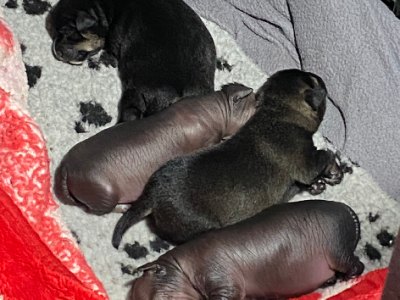 Xoloitzcuintle – Brunkerville