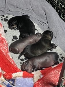 Xoloitzcuintle – Brunkerville