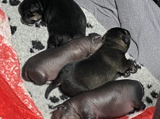 Xoloitzcuintle – Brunkerville