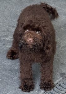 Cavoodle – Glenhaven