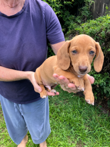 Dachshund – Oxley