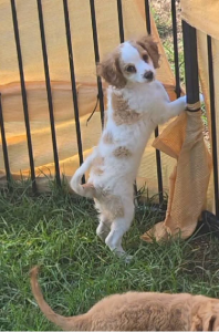 Cavoodle – Kingaroy