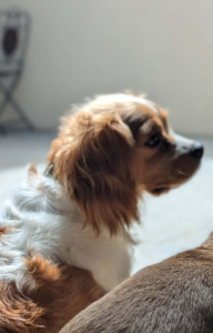 Cavalier King Charles Spaniel – Warrnambool