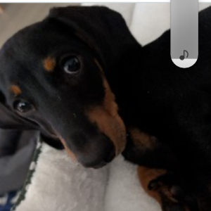 Dachshund – Westmead