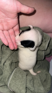 American Staffordshire Bull Terrier – Clarkson