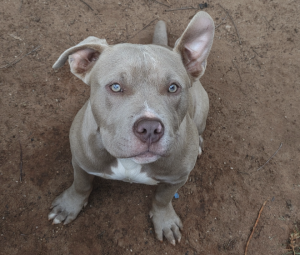 American Bulldog – Blakeview