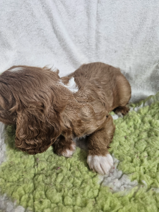 Cavalier King Charles Spaniel – Grattai