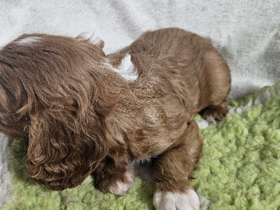 Cavalier King Charles Spaniel – Grattai