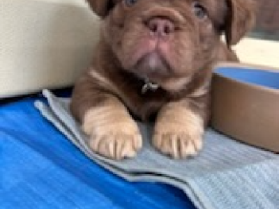 Dogs – Halls Creek