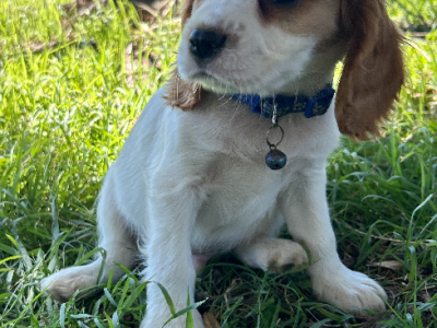 Cocker Spaniel – Wagga Wagga