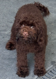 Cavoodle – Glenhaven