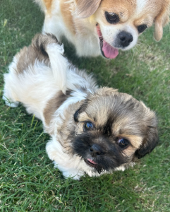 Toy Poodle – Highfields