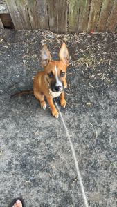 American Staffordshire Bull Terrier – Woy Woy