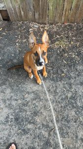 American Staffordshire Bull Terrier – Woy Woy