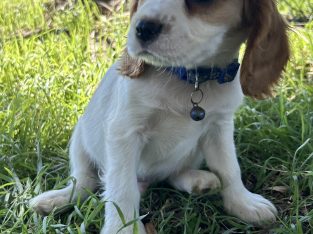 Cocker Spaniel – Wagga Wagga