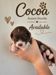 Aussiedoodle – Pacific Haven