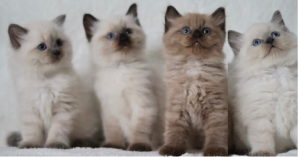 Ragdoll – Ashgrove