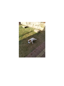 Jack Russell – Australind