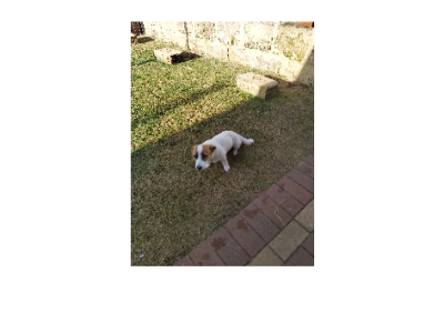 Jack Russell – Australind