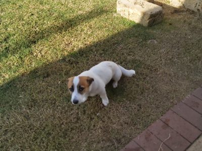 Jack Russell – Australind