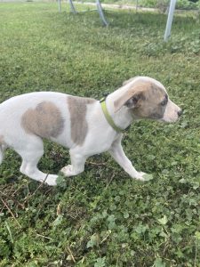 Whippet – Lancaster