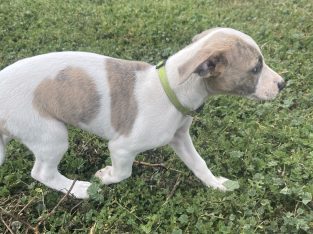 Whippet – Lancaster