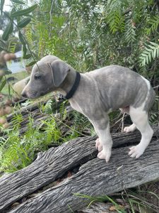 Whippet – Lancaster