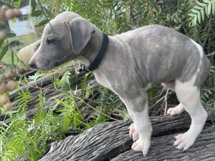 Whippet – Lancaster