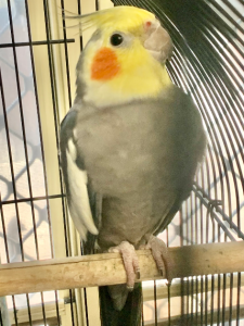 Cockatiel – Loganlea